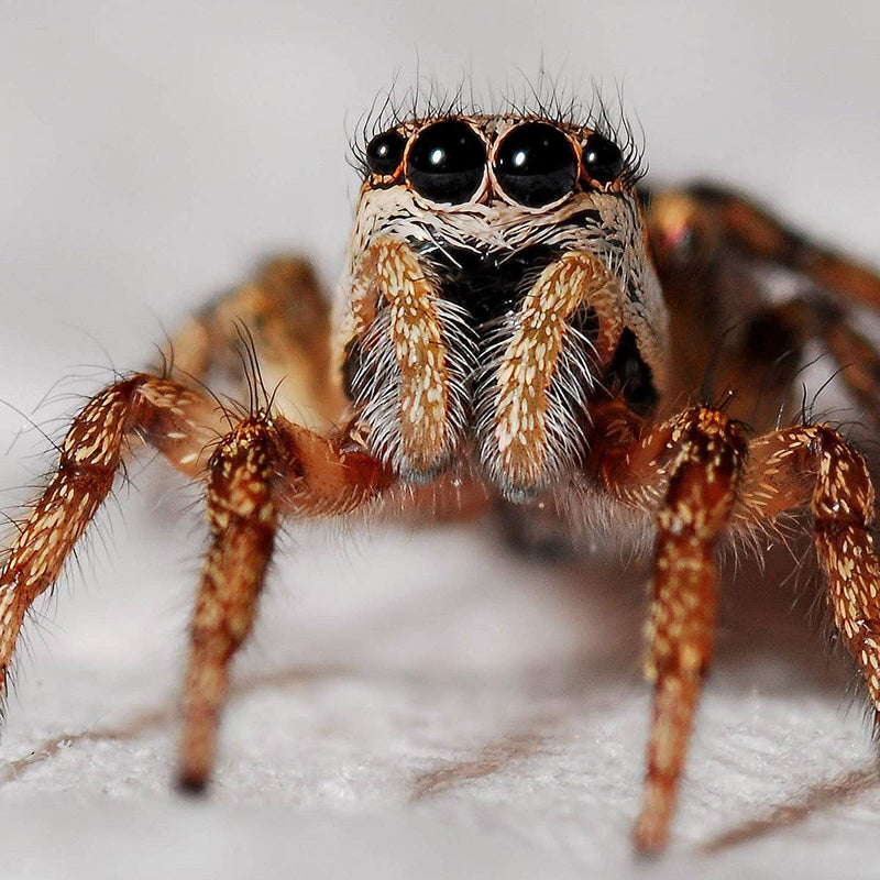 MEIKE MK-N-AF1-A Macro Electronic Mount Auto Foucs Macro Metal Extension Tube Adapter for Nikon DSLR Camera for D80 D90 D300 D300S D800 D3100 D3200 D3400 D5000 D5100 D5200 D7000 D7100 (No Meike Logo) ZN-MK-N-AF1-A