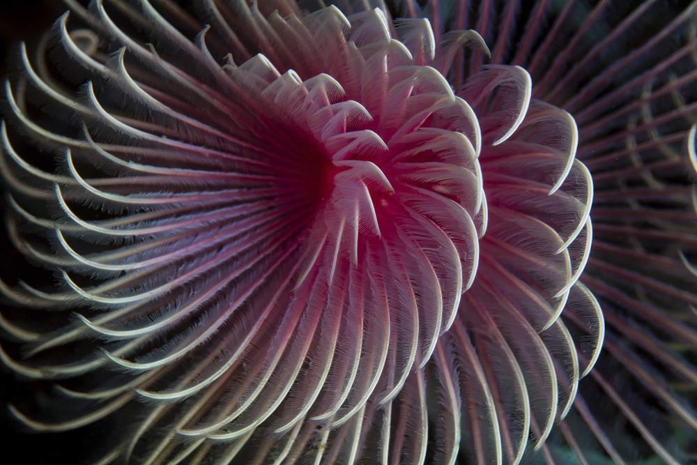 Posterazzi PSTETH401567ULARGE A Beautiful Feather Duster Worm Photo Print, 24 x 36, Multi