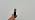 D-Tap Male to Hirose 12-Pin Female Power Cable for B4 2/3” ENG Lens Servo, Compatible with Fujinon, Canon, Nikon, Angenieux, Schneider, V-Mount/Gold Mount Battery Power, 25”