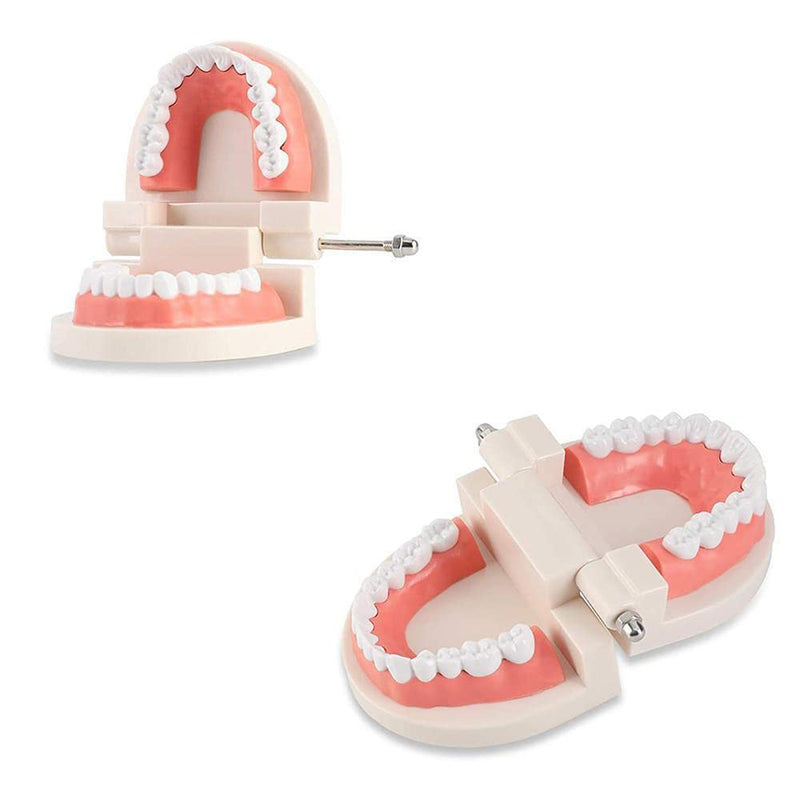 [AUSTRALIA] - WANGCL Dental Demonstration Model - Anatomical Dental Model for Dental Teaching or Oral Care 