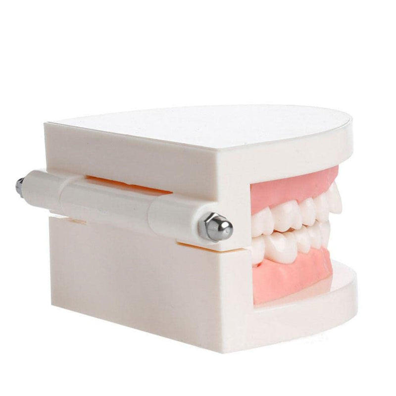 [AUSTRALIA] - WANGCL Dental Demonstration Model - Anatomical Dental Model for Dental Teaching or Oral Care 