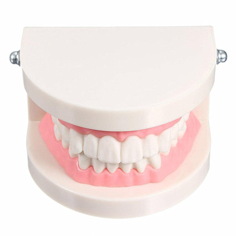 [AUSTRALIA] - WANGCL Dental Demonstration Model - Anatomical Dental Model for Dental Teaching or Oral Care 