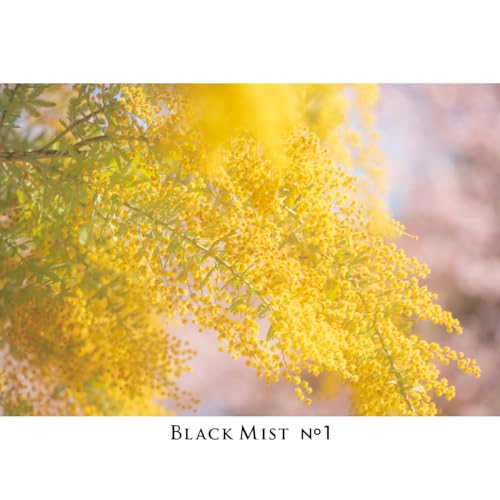 Kenko Diffusion Effect Filter Black Mist No.1 N φ52mm, Soft Effect, for That Perfect Cinematic Scene, Made in Japan, 449875 52mm