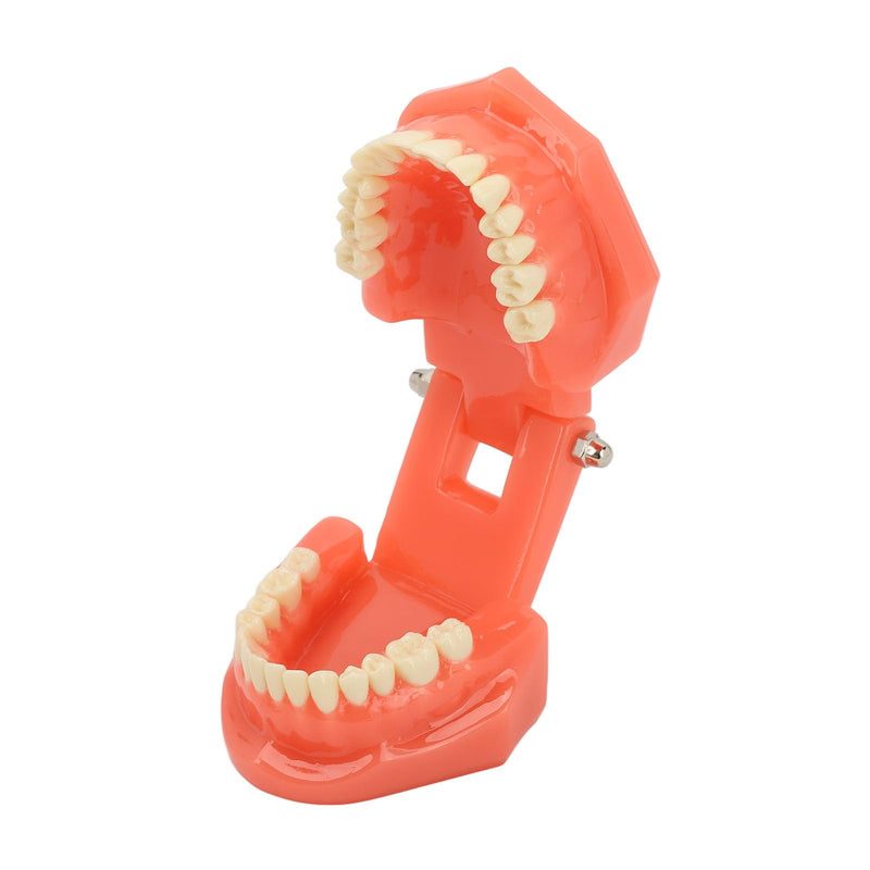 NSXAYIWE Dental Model, Dental Study Dental Model, Demonstration Tooth Model for Dental Teaching, Compatible Dental Model for Dental Training and Training