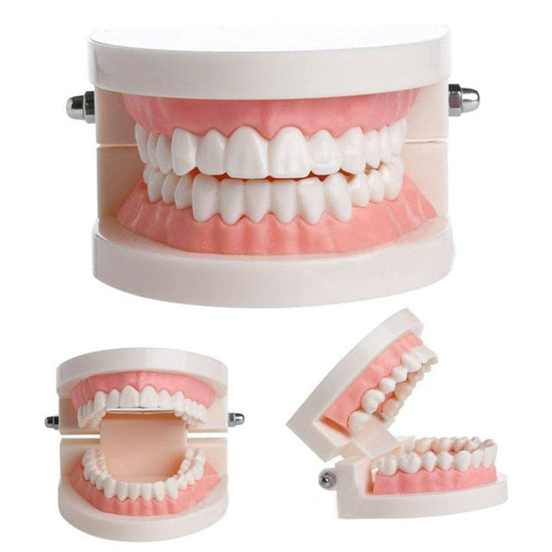 [AUSTRALIA] - WANGCL Dental Demonstration Model - Anatomical Dental Model for Dental Teaching or Oral Care 