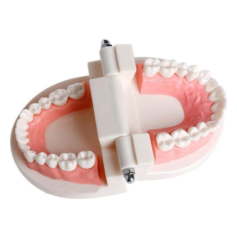 [AUSTRALIA] - WANGCL Dental Demonstration Model - Anatomical Dental Model for Dental Teaching or Oral Care 