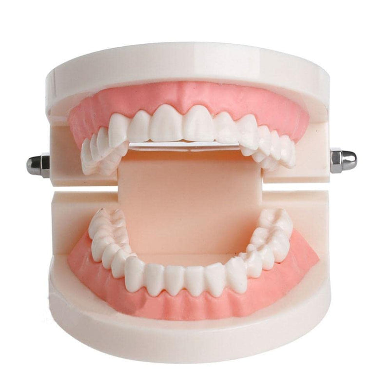 [AUSTRALIA] - WANGCL Dental Demonstration Model - Anatomical Dental Model for Dental Teaching or Oral Care 