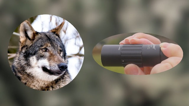 10x25 Monocular Telescope, Compact Mini Pocket Size Waterproof Fogproof for Bird Watching Hiking Camping, Black