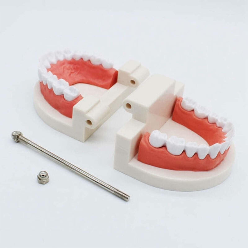 Pack of 2 Teeth Model with 2 Toothbrushes, Children's Tooth Model, Dental Model, PVC Dental Care Model for Dental Teaching or Oral Care, for Dental Clinics