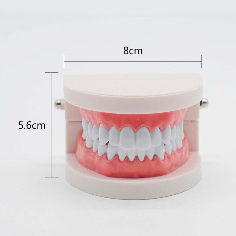 Pack of 2 Teeth Model with 2 Toothbrushes, Children's Tooth Model, Dental Model, PVC Dental Care Model for Dental Teaching or Oral Care, for Dental Clinics