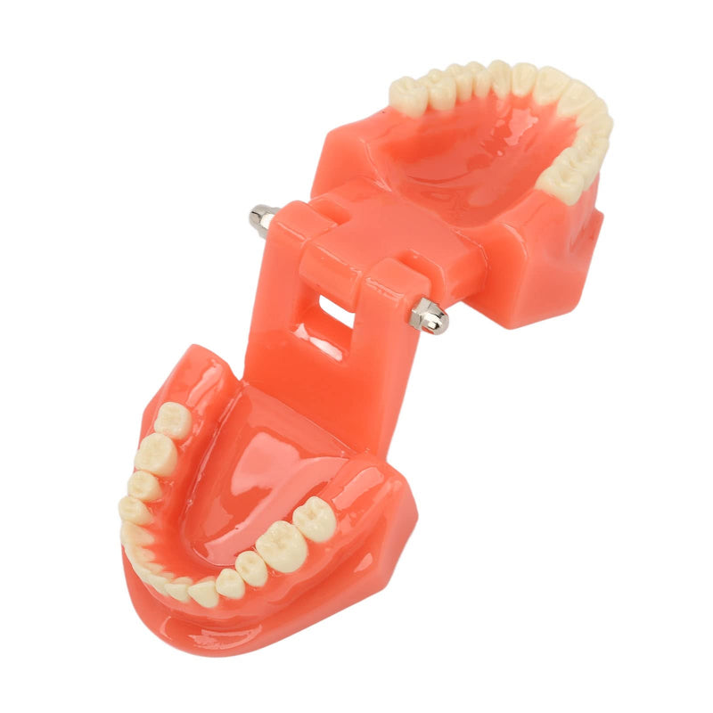 NSXAYIWE Dental Model, Dental Study Dental Model, Demonstration Tooth Model for Dental Teaching, Compatible Dental Model for Dental Training and Training