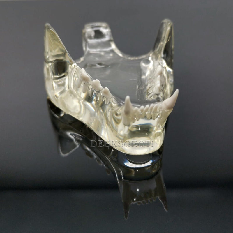 Feline Jaw Dental Cat Oral Clear Typodont Teeth Model Pet Clinic Anatomical Tooth Jaw for Veterinary Office Education Decoration Demonstrate (Cat Teeth Model) Cat Teeth Model