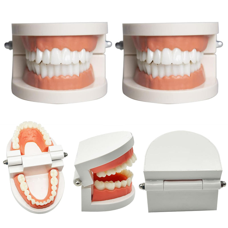 Dental Model Children's Teeth Model 2 Pieces Dental Care Model Demonstration Tool Teeth Model Standard for Teaching, Teeth Dental Demonstration Model Tooth Model