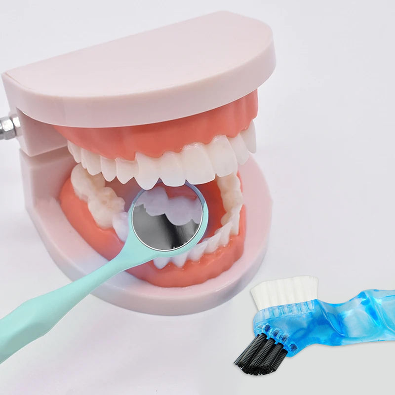 Dental Model with Dentures Toothbrush, Standard Teeth Model for Brushing, Dentures Mouth Model, Demonstration for Children, Dental Teaching Tools, Learning Accessories
