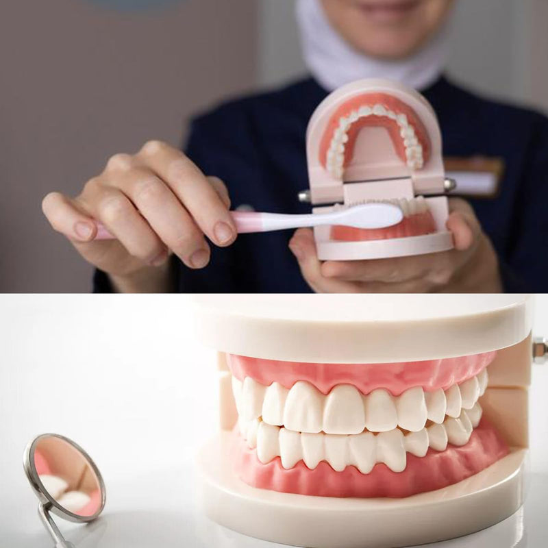 Dental Model Children's Teeth Model 2 Pieces Dental Care Model Demonstration Tool Teeth Model Standard for Teaching, Teeth Dental Demonstration Model Tooth Model