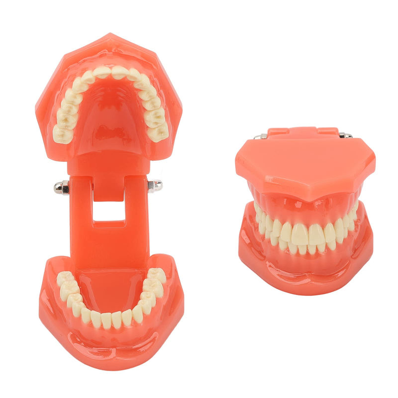 NSXAYIWE Dental Model, Dental Study Dental Model, Demonstration Tooth Model for Dental Teaching, Compatible Dental Model for Dental Training and Training