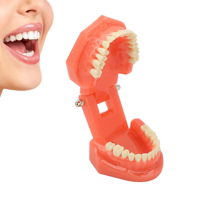 NSXAYIWE Dental Model, Dental Study Dental Model, Demonstration Tooth Model for Dental Teaching, Compatible Dental Model for Dental Training and Training