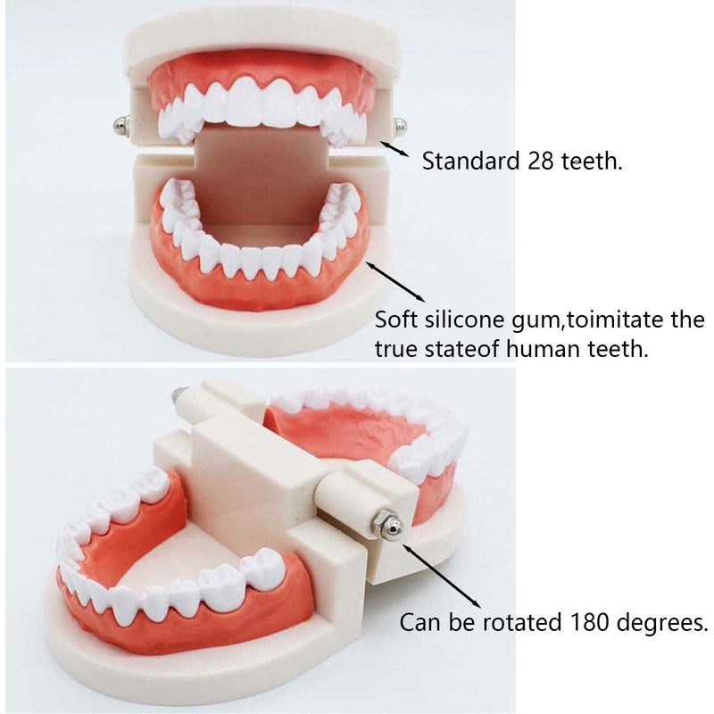 Pack of 2 Teeth Model with 2 Toothbrushes, Children's Tooth Model, Dental Model, PVC Dental Care Model for Dental Teaching or Oral Care, for Dental Clinics
