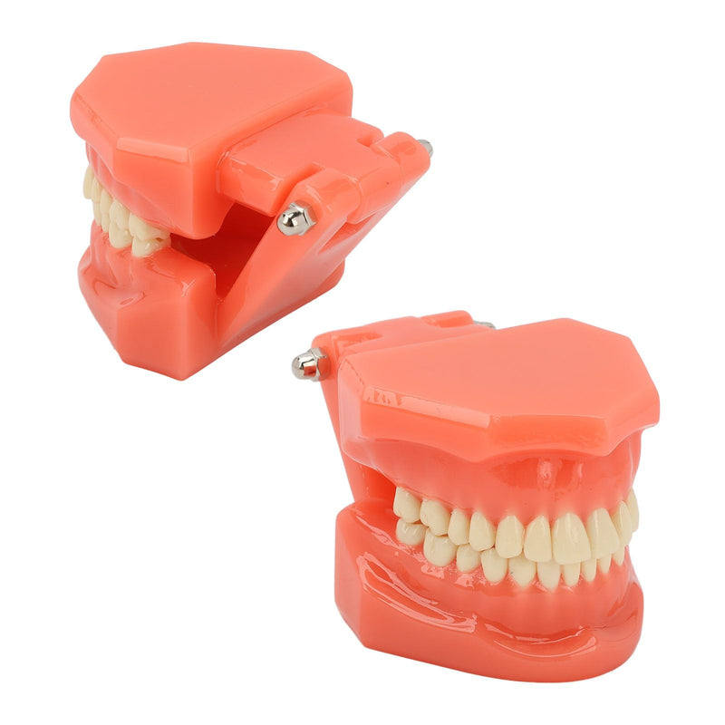 NSXAYIWE Dental Model, Dental Study Dental Model, Demonstration Tooth Model for Dental Teaching, Compatible Dental Model for Dental Training and Training