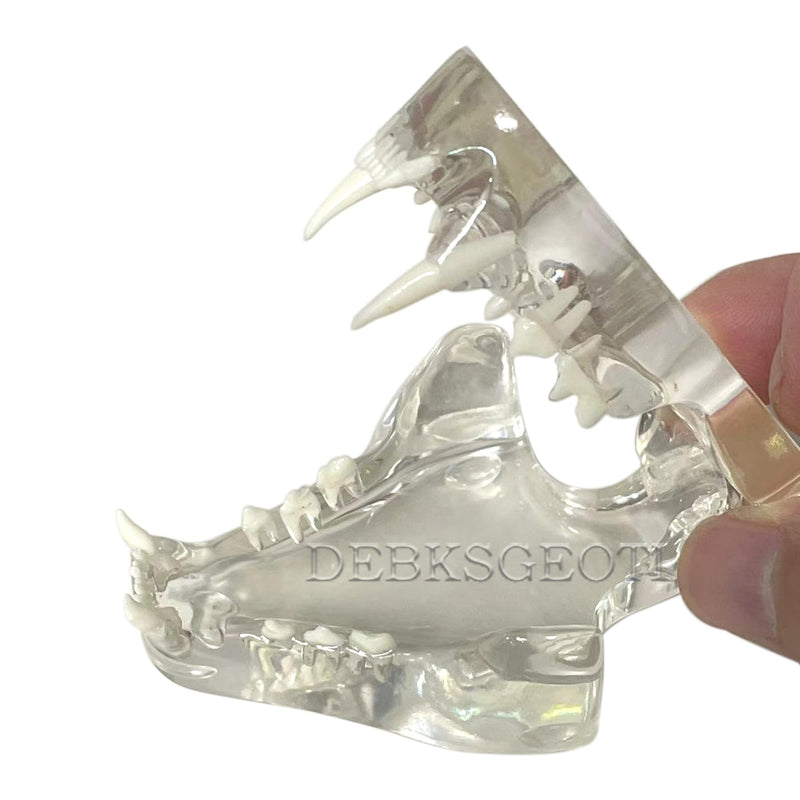Feline Jaw Dental Cat Oral Clear Typodont Teeth Model Pet Clinic Anatomical Tooth Jaw for Veterinary Office Education Decoration Demonstrate (Cat Teeth Model) Cat Teeth Model