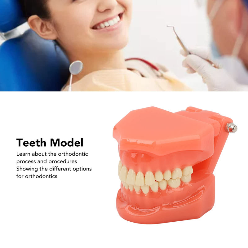 NSXAYIWE Dental Model, Dental Study Dental Model, Demonstration Tooth Model for Dental Teaching, Compatible Dental Model for Dental Training and Training