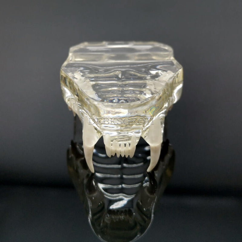 Feline Jaw Dental Cat Oral Clear Typodont Teeth Model Pet Clinic Anatomical Tooth Jaw for Veterinary Office Education Decoration Demonstrate (Cat Teeth Model) Cat Teeth Model