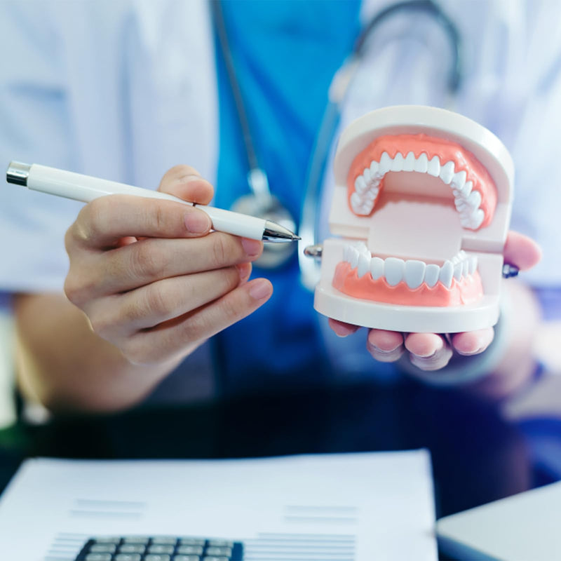 Dental Model Children's Teeth Model 2 Pieces Dental Care Model Demonstration Tool Teeth Model Standard for Teaching, Teeth Dental Demonstration Model Tooth Model