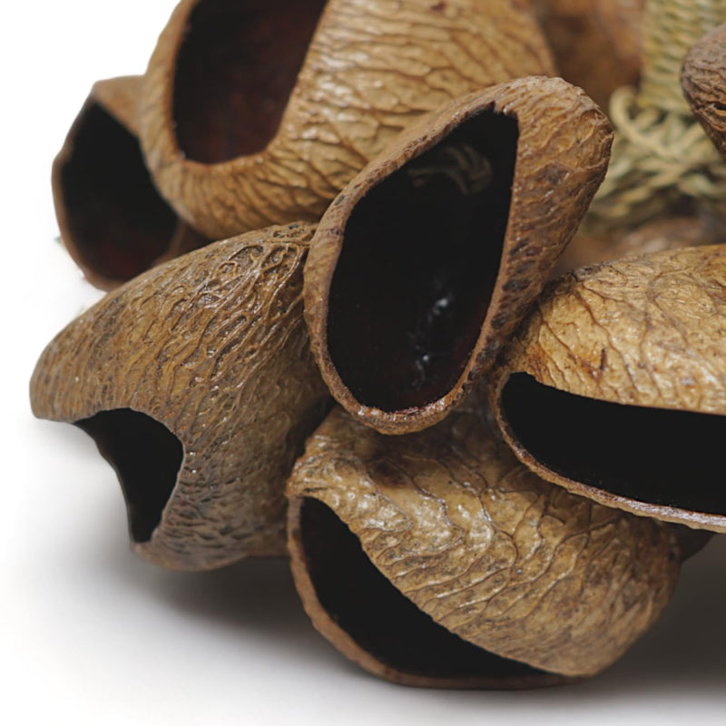 GMP Pangi Seed Shell Shaker/Nutshell Percussion Sound Effect, Comes with Rope Handle/Bamboo Handle, Authentic Traditional Rattle (Natural) Rope-Handle