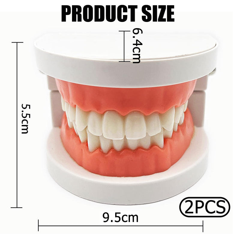 Dental Model Children's Teeth Model 2 Pieces Dental Care Model Demonstration Tool Teeth Model Standard for Teaching, Teeth Dental Demonstration Model Tooth Model