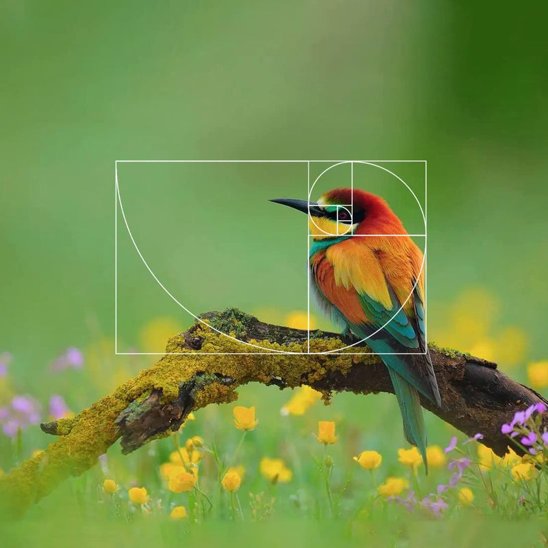 [AUSTRALIA] - Golden Ratio Viewer,1 Pack Portable Fibonacci Composition View Finder,Photography Scale Viewing Tool,Credit Card Size 1 pack 