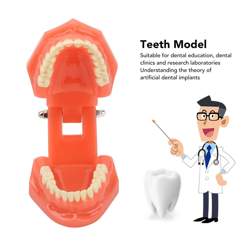 NSXAYIWE Dental Model, Dental Study Dental Model, Demonstration Tooth Model for Dental Teaching, Compatible Dental Model for Dental Training and Training