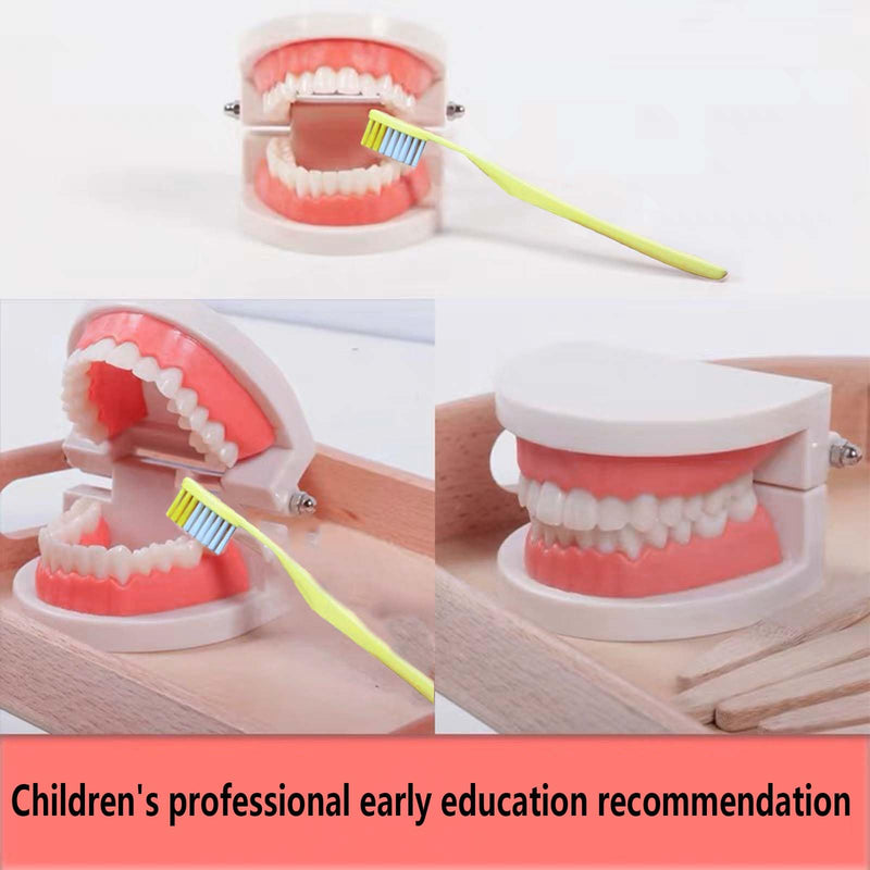 Pack of 2 Teeth Model with 2 Toothbrushes, Children's Tooth Model, Dental Model, PVC Dental Care Model for Dental Teaching or Oral Care, for Dental Clinics