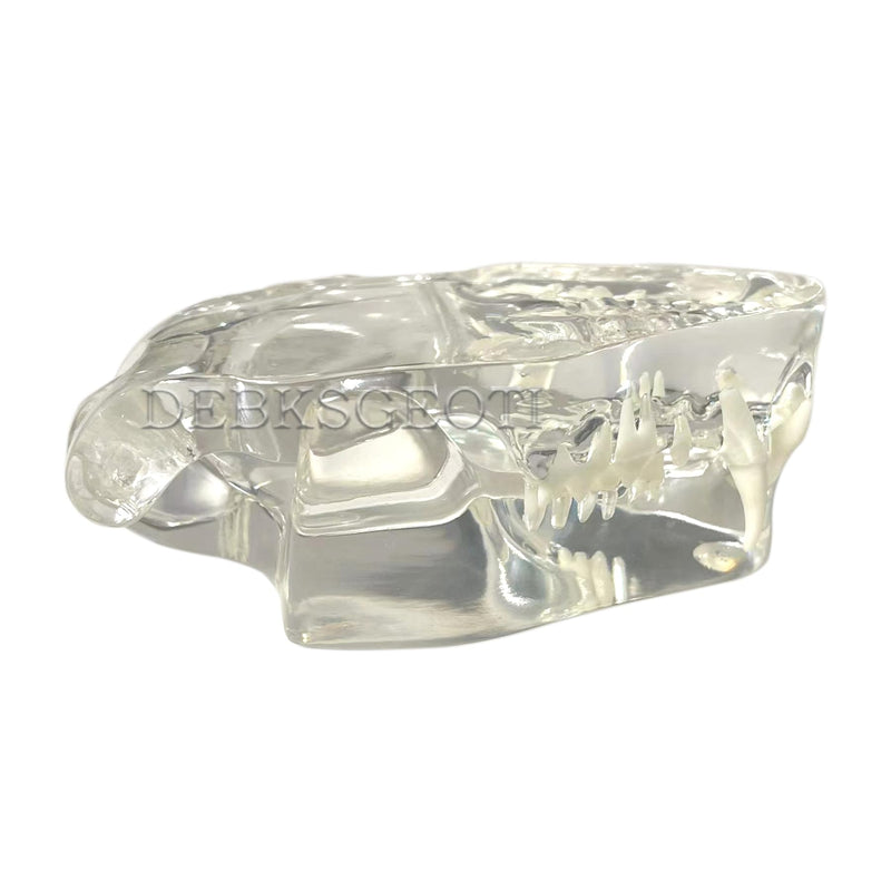Feline Jaw Dental Cat Oral Clear Typodont Teeth Model Pet Clinic Anatomical Tooth Jaw for Veterinary Office Education Decoration Demonstrate (Cat Teeth Model) Cat Teeth Model