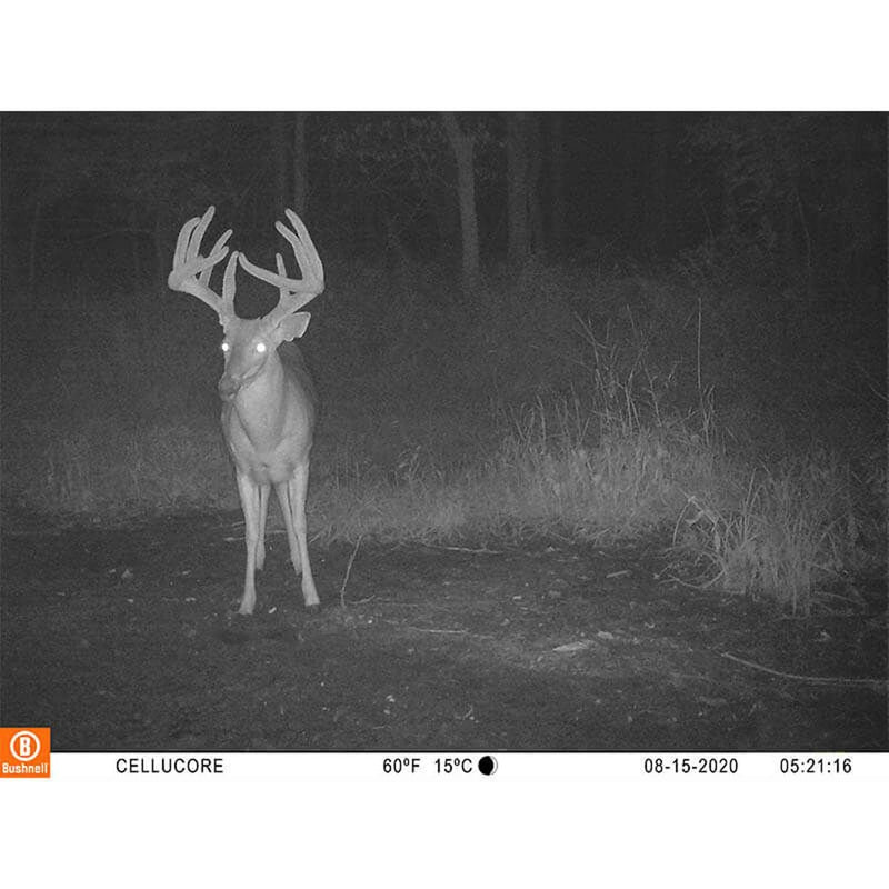 Bushnell CelluCORE 20 Trail Camera for Verizon with Low Glow/80ft Night Range and HD Video Trail Camera Cellular Verizon