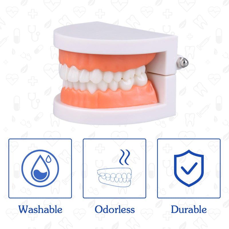 Dental Model with Dentures Toothbrush, Standard Teeth Model for Brushing, Dentures Mouth Model, Demonstration for Children, Dental Teaching Tools, Learning Accessories