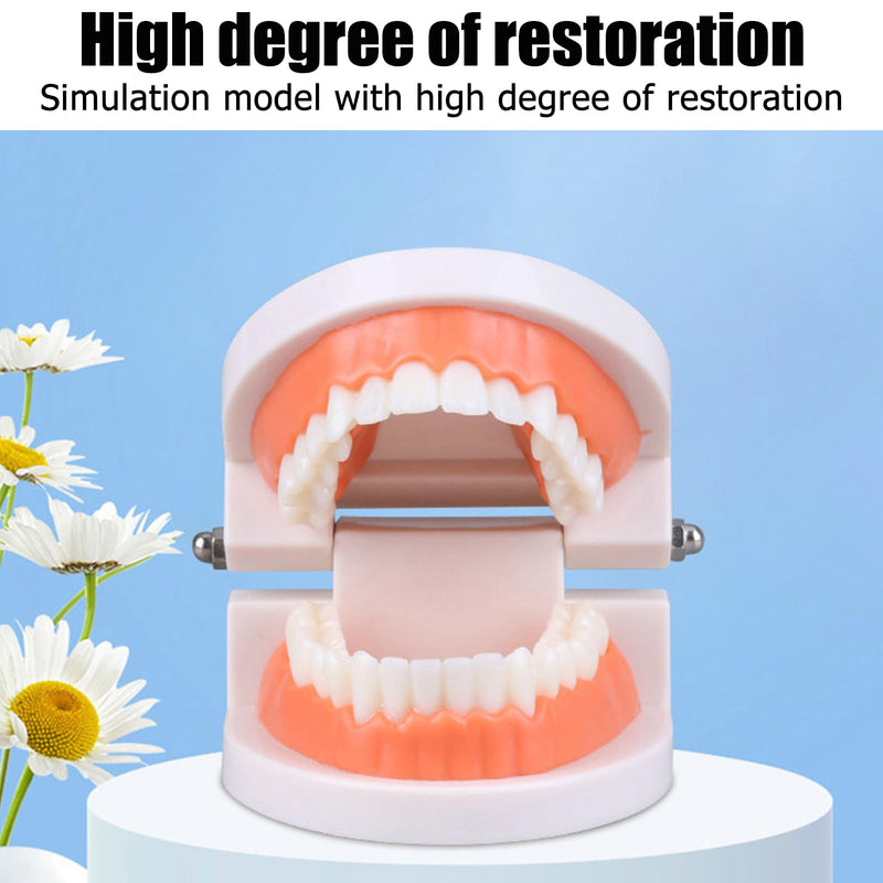 Dental Model Children's Teeth Model 2 Pieces Dental Care Model Demonstration Tool Teeth Model Standard for Teaching, Teeth Dental Demonstration Model Tooth Model