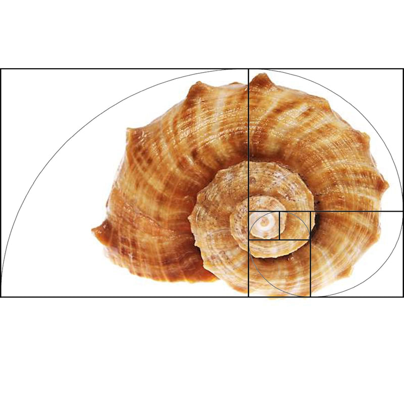 Golden Ratio, Fibonacci & Rule of Thirds Composition Tool Credit Card-Sized View Finder/Viewer for Photography, Painting, Drawing - Fits in Wallet or Camera Bag
