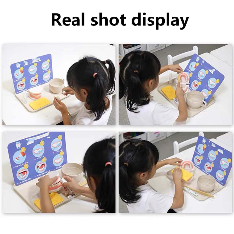 Pack of 2 Teeth Model with 2 Toothbrushes, Children's Tooth Model, Dental Model, PVC Dental Care Model for Dental Teaching or Oral Care, for Dental Clinics