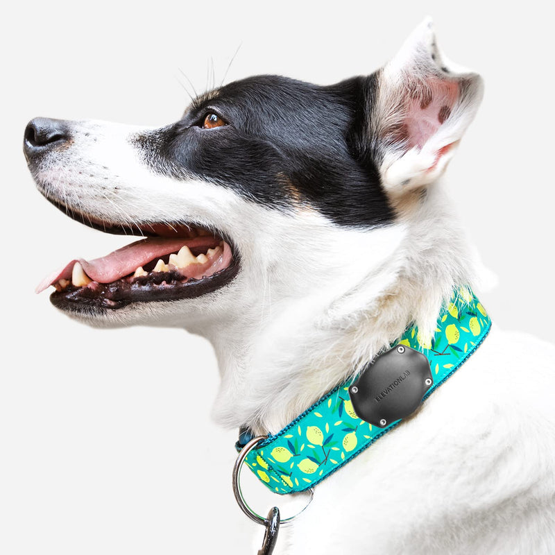 TagVault™ AirTag Dog Collar Mount (2 Pack) - IP69 Waterproof, Doesn't Dangle, Fits All Width Collars | Elevation Lab 2 Pack