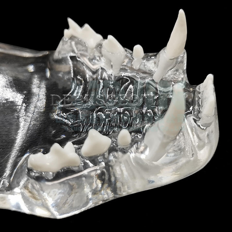 Feline Jaw Dental Cat Oral Clear Typodont Teeth Model Pet Clinic Anatomical Tooth Jaw for Veterinary Office Education Decoration Demonstrate (Cat Teeth Model) Cat Teeth Model