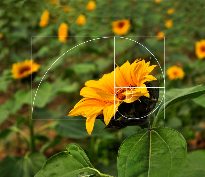 [AUSTRALIA] - Golden Ratio Viewer,1 Pack Portable Fibonacci Composition View Finder,Photography Scale Viewing Tool,Credit Card Size 1 pack 