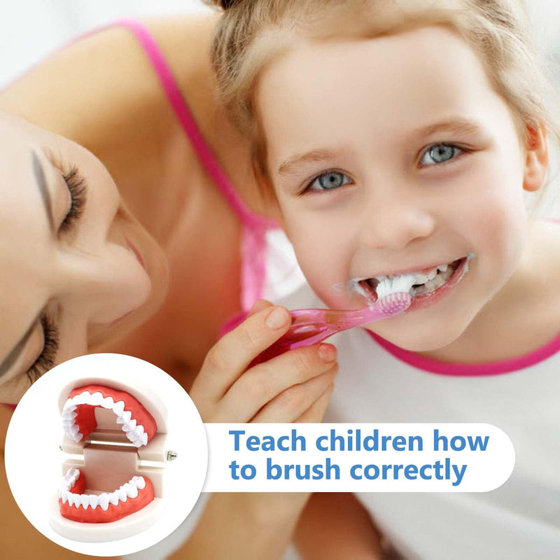 Pack of 2 Teeth Model with 2 Toothbrushes, Children's Tooth Model, Dental Model, PVC Dental Care Model for Dental Teaching or Oral Care, for Dental Clinics