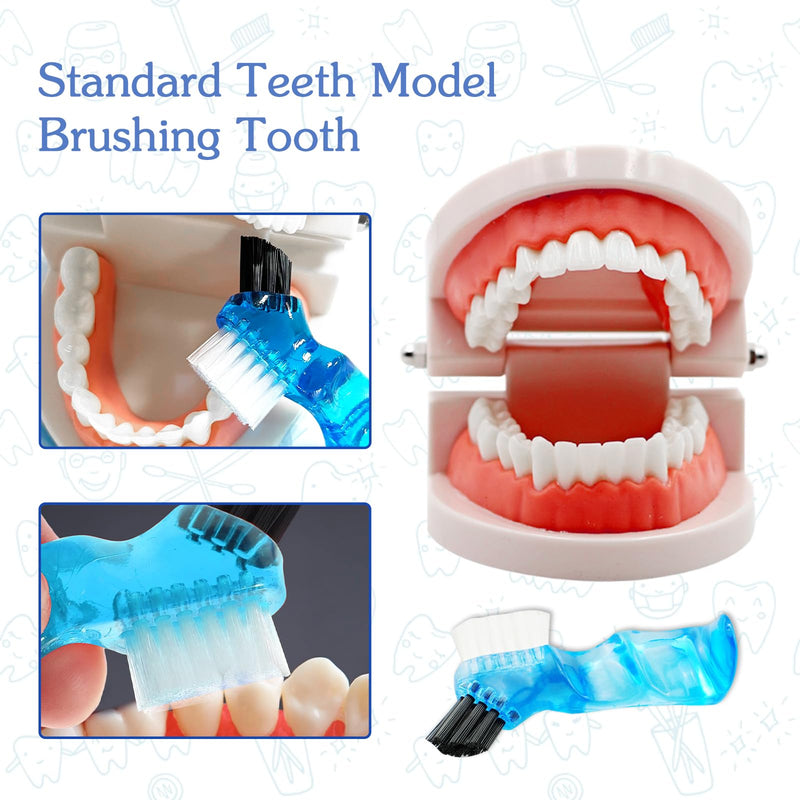 Dental Model with Dentures Toothbrush, Standard Teeth Model for Brushing, Dentures Mouth Model, Demonstration for Children, Dental Teaching Tools, Learning Accessories