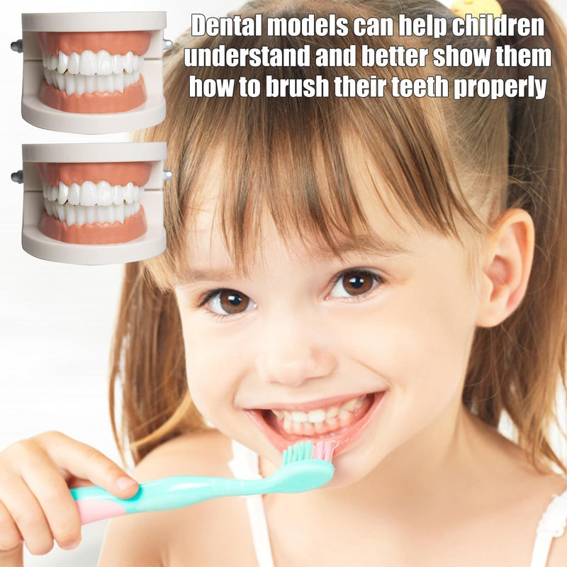 Dental Model Children's Teeth Model 2 Pieces Dental Care Model Demonstration Tool Teeth Model Standard for Teaching, Teeth Dental Demonstration Model Tooth Model