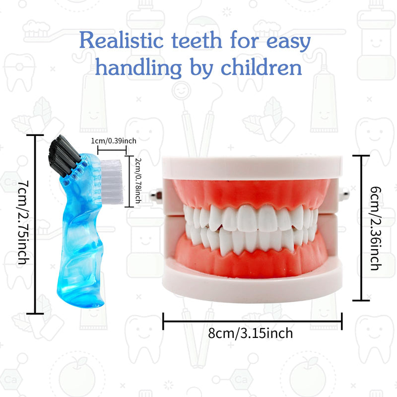 Dental Model with Dentures Toothbrush, Standard Teeth Model for Brushing, Dentures Mouth Model, Demonstration for Children, Dental Teaching Tools, Learning Accessories