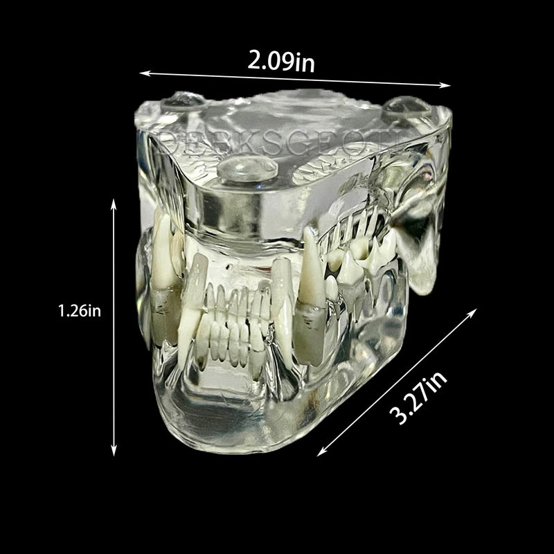 Feline Jaw Dental Cat Oral Clear Typodont Teeth Model Pet Clinic Anatomical Tooth Jaw for Veterinary Office Education Decoration Demonstrate (Cat Teeth Model) Cat Teeth Model