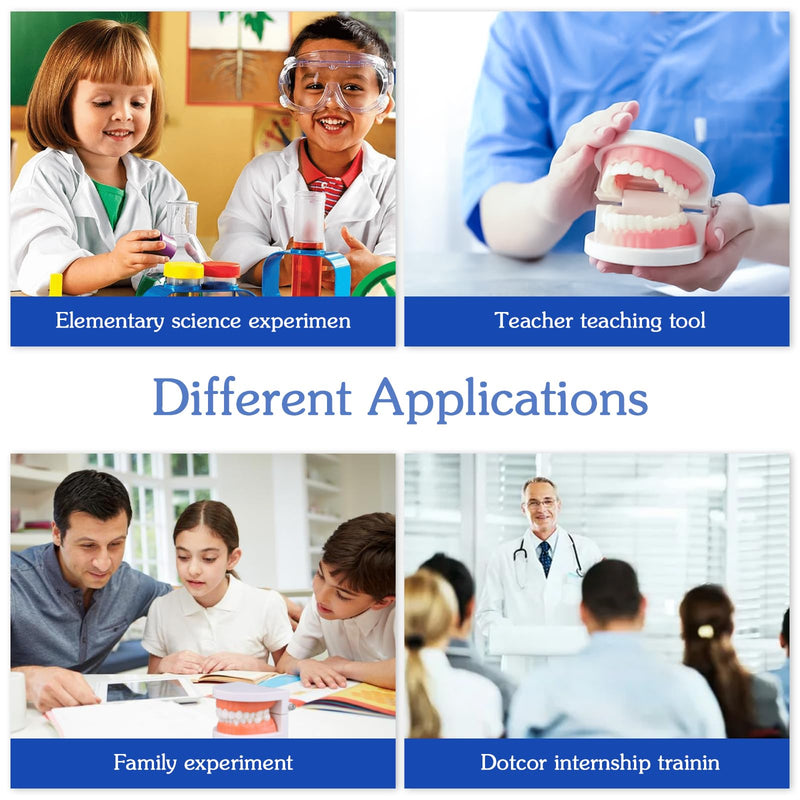 Dental Model with Dentures Toothbrush, Standard Teeth Model for Brushing, Dentures Mouth Model, Demonstration for Children, Dental Teaching Tools, Learning Accessories