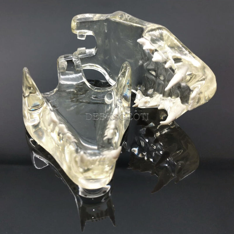 Feline Jaw Dental Cat Oral Clear Typodont Teeth Model Pet Clinic Anatomical Tooth Jaw for Veterinary Office Education Decoration Demonstrate (Cat Teeth Model) Cat Teeth Model