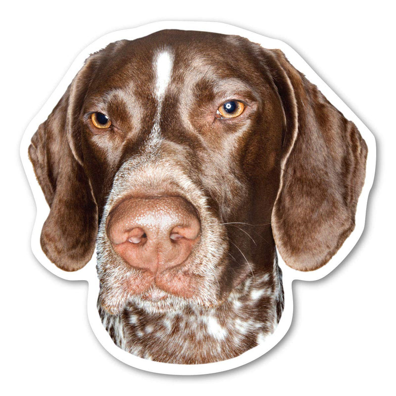 German Shorthaired Pointer Magnet by Magnet America is 4 7/8" x 4 7/8" Made for Vehicles and Refrigerators