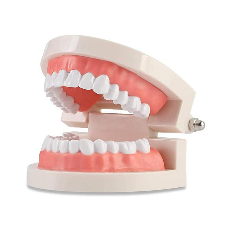 [AUSTRALIA] - WANGCL Dental Demonstration Model - Anatomical Dental Model for Dental Teaching or Oral Care 